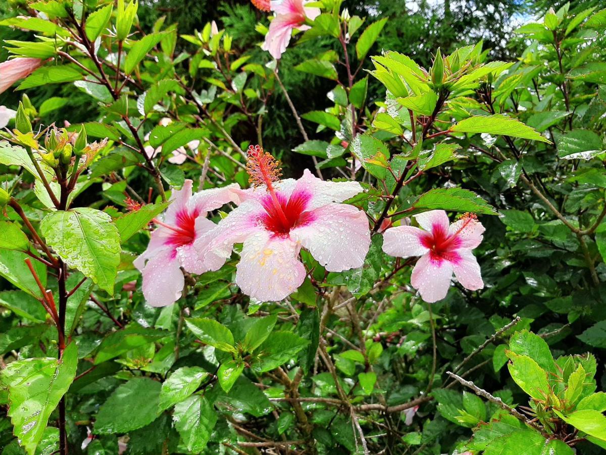 Quinta Das Primas Lomba  외부 사진